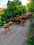 Shepherd dog leading goats on a dirt path in Spain