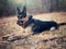 Shepherd dog licks, lying on leaves in autumn forest