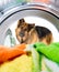 Shepherd dog looking inside wash machine with interest