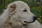 Shepherd dog lying on the meadow and guarding the herd. Dangerous race