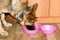 A shepherd dog named Taiga will first eat food from cat`s bowls, and then will guard its bowl.