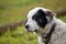 Shepherd dog portrait at the farm in Romania mountains