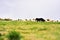 Shepherd dog protecting sheep herd