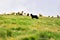 Shepherd dog protecting sheep herd