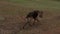 A shepherd dog runs next to the owner`s wagon.