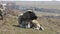 Shepherd Dog in Rural Pasture in Village