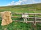 Shepherd dog and a sheep fur at the sheepfold