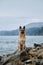 Shepherd dog show breeding black and red color and space for text. German Shepherd on rocky beach. Dog sits on rocks against