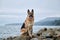 Shepherd dog show breeding black and red color and space for text. German Shepherd on rocky beach. Dog sits on rocks against