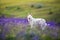 Shepherd Dog on spring medow