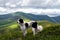 A shepherd dog stands on a mountain in the Carpathians. Carpathian mountain sheep