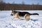 Shepherd dog in winter