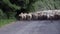 Shepherd Dogs Following Sheep Herd