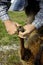 Shepherd doing sheep hoof care