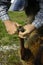 Shepherd doing sheep hoof care