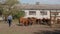 Shepherd and farmer drive herd of cows into room for cows on livestock farm