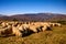 Shepherd flock in the Carpathian Mountains , Romania