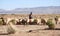 Shepherd and flock of sheep, Bolivian Altiplano
