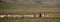 A shepherd with a flock of sheep and goats on a pasture in Mongolia. Traditional dress and lifestyle of Mongolian nomads. Panorama