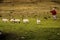 Shepherd gathering a flock of sheeps. Ireland