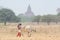 Shepherd grazing a gaunt cow through the dry field with temples and pagodas of ancient Bagan on background, Myanmar