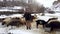 Shepherd grazing his sheep, Bitlis, Turkey