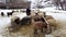 Shepherd grazing his sheep, Bitlis, Turkey