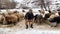 Shepherd grazing his sheep, Bitlis, Turkey