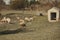 Shepherd herding sheep in a green meadow. Rural tourism concept