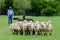 A shepherd and his dog prepare for a sheepdog trial