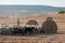 Shepherd with his grazing sheep and goats in a field with hay bales in Troulloi vilage, Cyprus