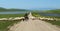 Shepherd on horseback runs flock of sheep crossing the road