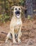 Shepherd Hound Mixed Breed Puppy Adoption Portrait