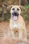 Shepherd Hound Mixed Breed Puppy Adoption Portrait