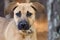 Shepherd Hound Mixed Breed Puppy Adoption Portrait