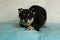 shepherd husky mix puppy play bowing wearing a bow tie