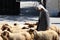 The shepherd leads a flock of sheep grazing just as in biblical times in Bethlehem