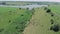 Shepherd leads a herd of cows to watering place at lake. Herd of cows in the field, aerial drone view. Cows grazing in fields. She