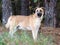 Shepherd Mastiff mixed breed dog