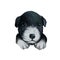 Shepherd or McNab Collie isolated digital art illustration. Hand drawn dog muzzle, McNab Stock Dog, Collie in black and white,