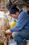 Shepherd milking sheep at the traditional farming in country side of Transylvania , Roumania
