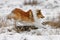 Shepherd runs in the snow. Fluffy shetland sheepdog running in winter.