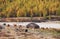 Shepherd`s house ail and herd of cows on ALtai mountain plateau Eshtykel. Altai, Russia