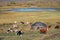 Shepherd`s house ail and herd of cows on ALtai mountain plateau Eshtykel. Altai, Russia