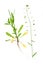 Shepherd\'s purse (Capsella bursa-pastoris)