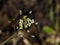 Shepherd`s-purse or Capsella bursa-pastoris flowers close-up, selective focus, shallow DOF