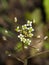 Shepherd`s-purse or Capsella bursa-pastoris flowers close-up, selective focus, shallow DOF