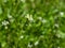Shepherd`s-purse or Capsella bursa-pastoris flowers close-up, selective focus, shallow DOF