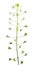 Shepherd`s purse plant or Capsella bursa-pastoris with flowers and fruits isolated on white background