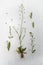 Shepherd`s purse plant Capsella bursa-pastoris on vintage background.